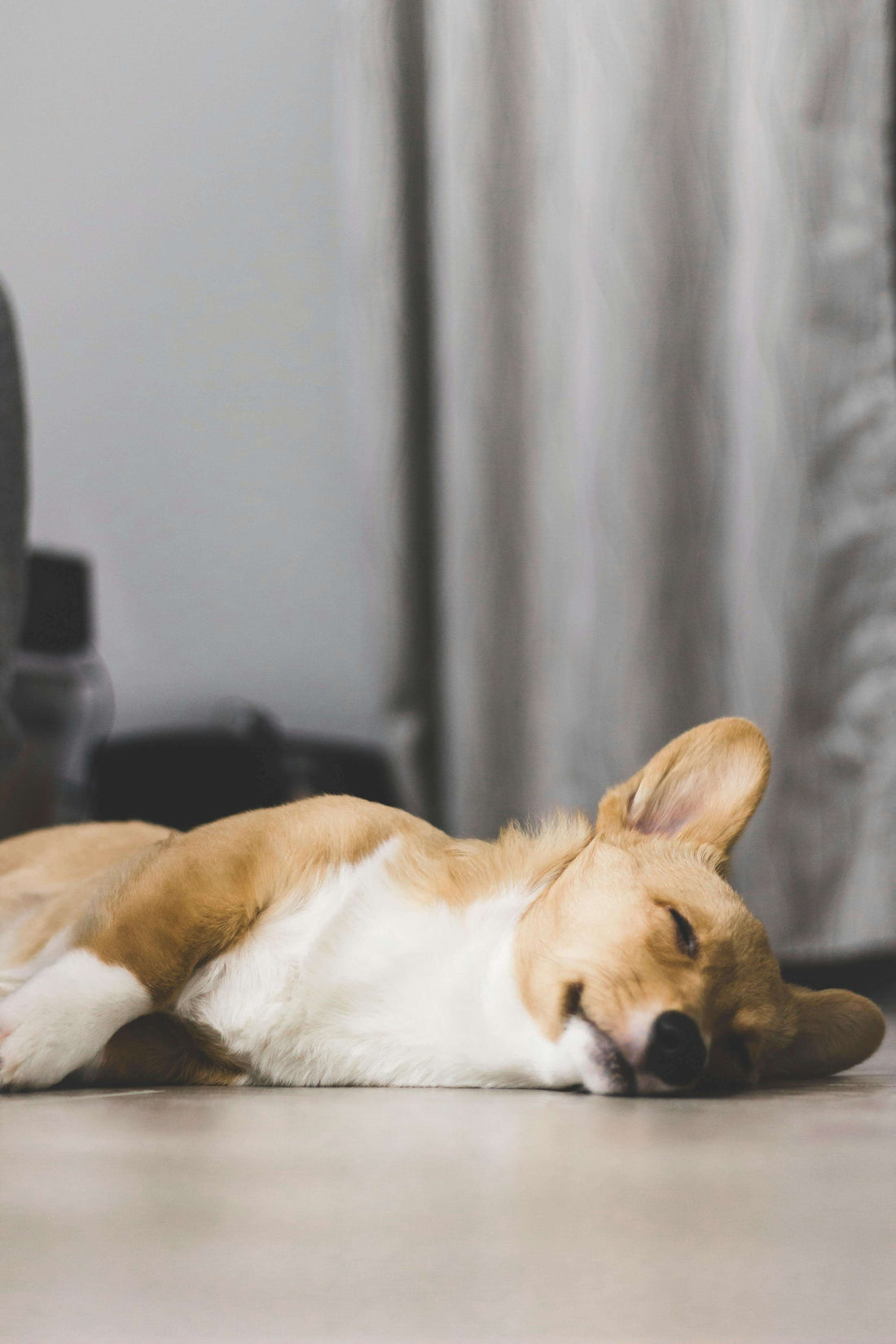 Quel canapé choisir pour son chien